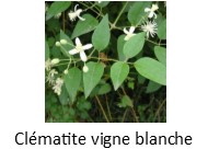 clematite vigne blanche